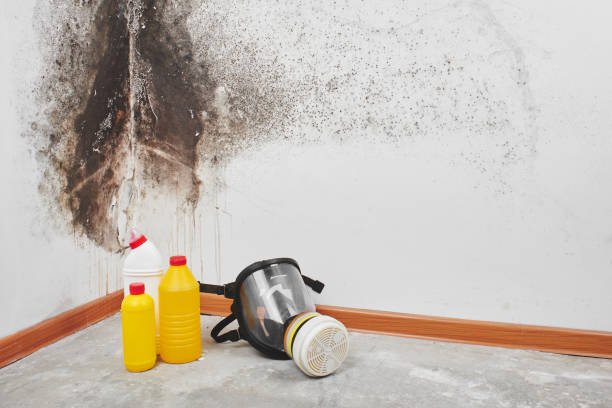 Best Professional Mold Removal  in Three Oaks, MI