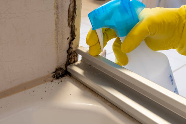 Best Mold Removal and Inspection  in Three Oaks, MI