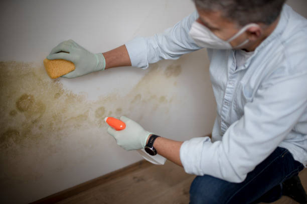 Certified Mold Removal in Three Oaks, MI
