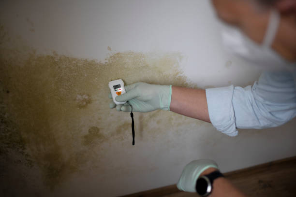 Best Black Mold Removal  in Three Oaks, MI