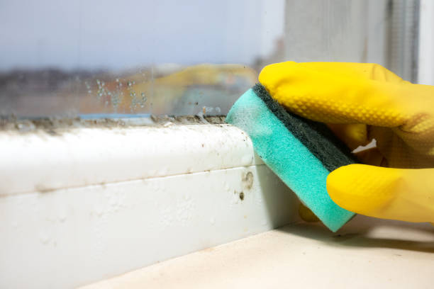 Best Local Mold Removal Service  in Three Oaks, MI