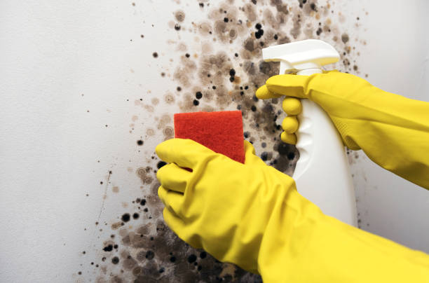 Best Mold Testing and Removal  in Three Oaks, MI