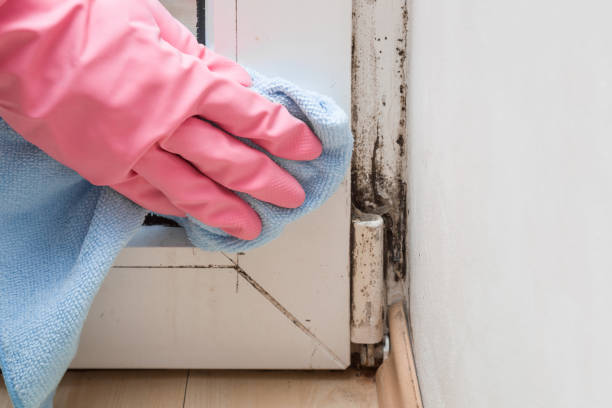 Best Attic Mold Removal  in Three Oaks, MI