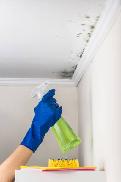 Best Commercial Mold Removal  in Three Oaks, MI