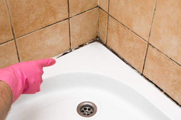 Best Commercial Mold Removal  in Three Oaks, MI